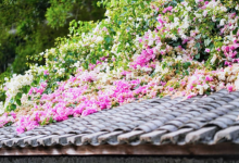 花融古村 文旅共生——华侨城甘坑古镇以三角梅激活湾区文旅新活力_商业头条网