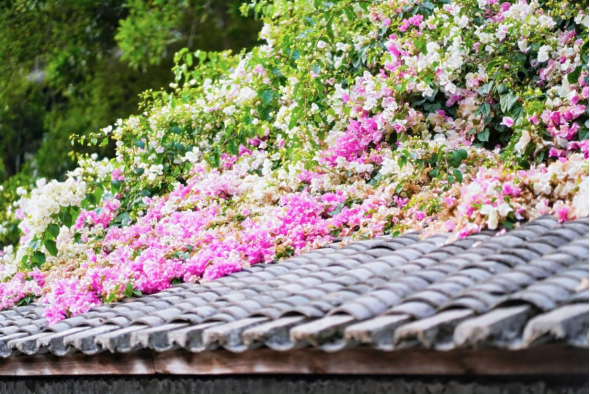 花融古村 文旅共生——华侨城甘坑古镇以三角梅激活湾区文旅新活力插图 花融古村 文旅共生——华侨城甘坑古镇以三角梅激活湾区文旅新活力插图