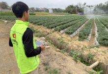 金融活水润南粤 中华保险护春耕——中华财险广东分公司护航2026年春耕备耕_商业头条网