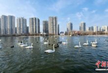 “天鹅越冬”何以成新疆冬季旅游新景？_商业头条网