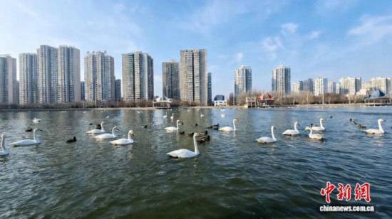 “天鹅越冬”何以成新疆冬季旅游新景?插图 “天鹅越冬”何以成新疆冬季旅游新景?插图