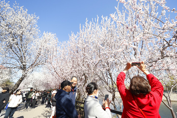 不只远观 多地推春日“玩花”文旅项目插图2 不只远观 多地推春日“玩花”文旅项目插图2