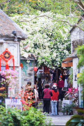 花融古村 文旅共生——华侨城甘坑古镇以三角梅激活湾区文旅新活力插图1 花融古村 文旅共生——华侨城甘坑古镇以三角梅激活湾区文旅新活力插图1