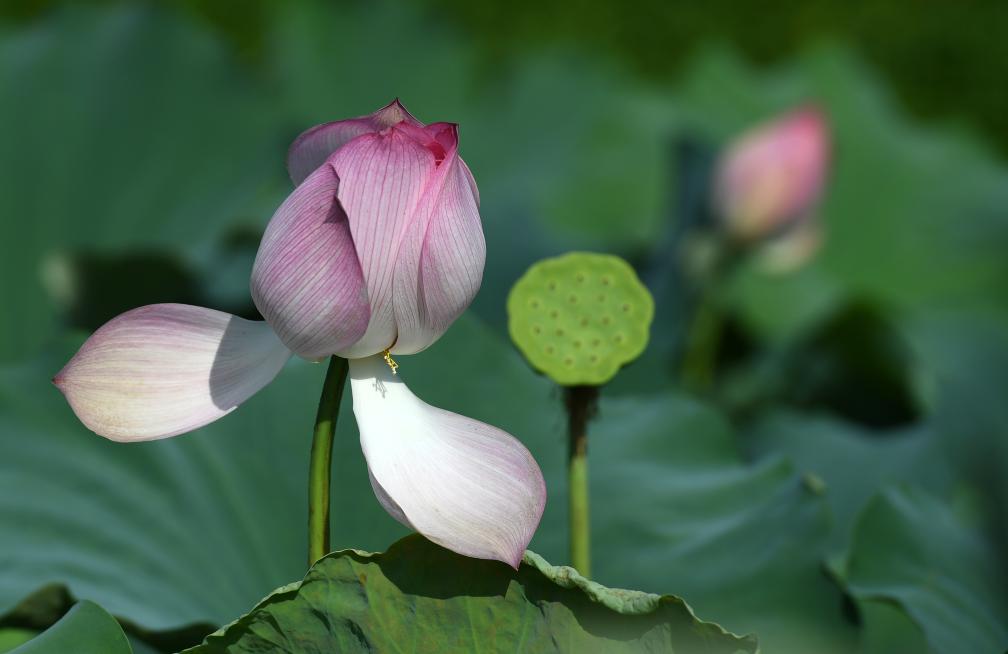 四季皆芳菲 这座城市“人间四月天”全年不打烊插图15