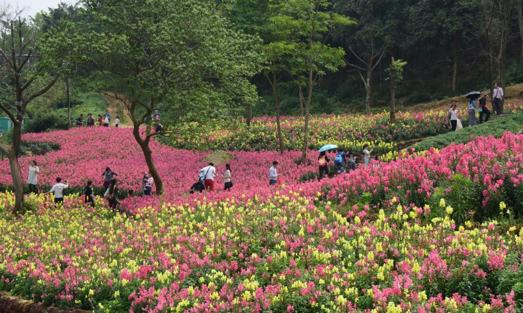四季皆芳菲 这座城市“人间四月天”全年不打烊插图8