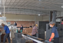 各地积极开展春耕春管工作 希望的田野上“苗”绘多彩春景图_商业头条网