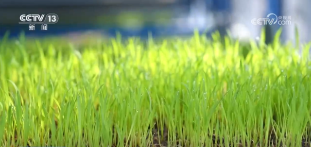 各地积极开展春耕春管工作 希望的田野上“苗”绘多彩春景图插图5 各地积极开展春耕春管工作 希望的田野上“苗”绘多彩春景图插图5