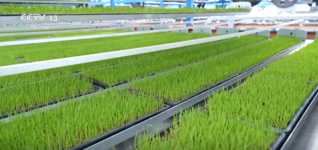 各地积极开展春耕春管工作 希望的田野上“苗”绘多彩春景图插图4 各地积极开展春耕春管工作 希望的田野上“苗”绘多彩春景图插图4