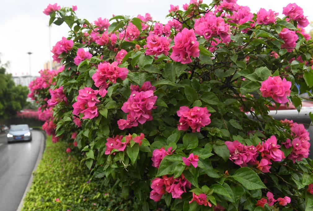 四季皆芳菲 这座城市“人间四月天”全年不打烊插图18