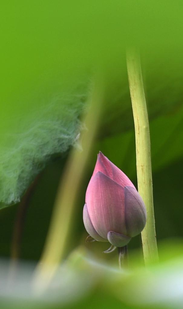 四季皆芳菲 这座城市“人间四月天”全年不打烊插图16