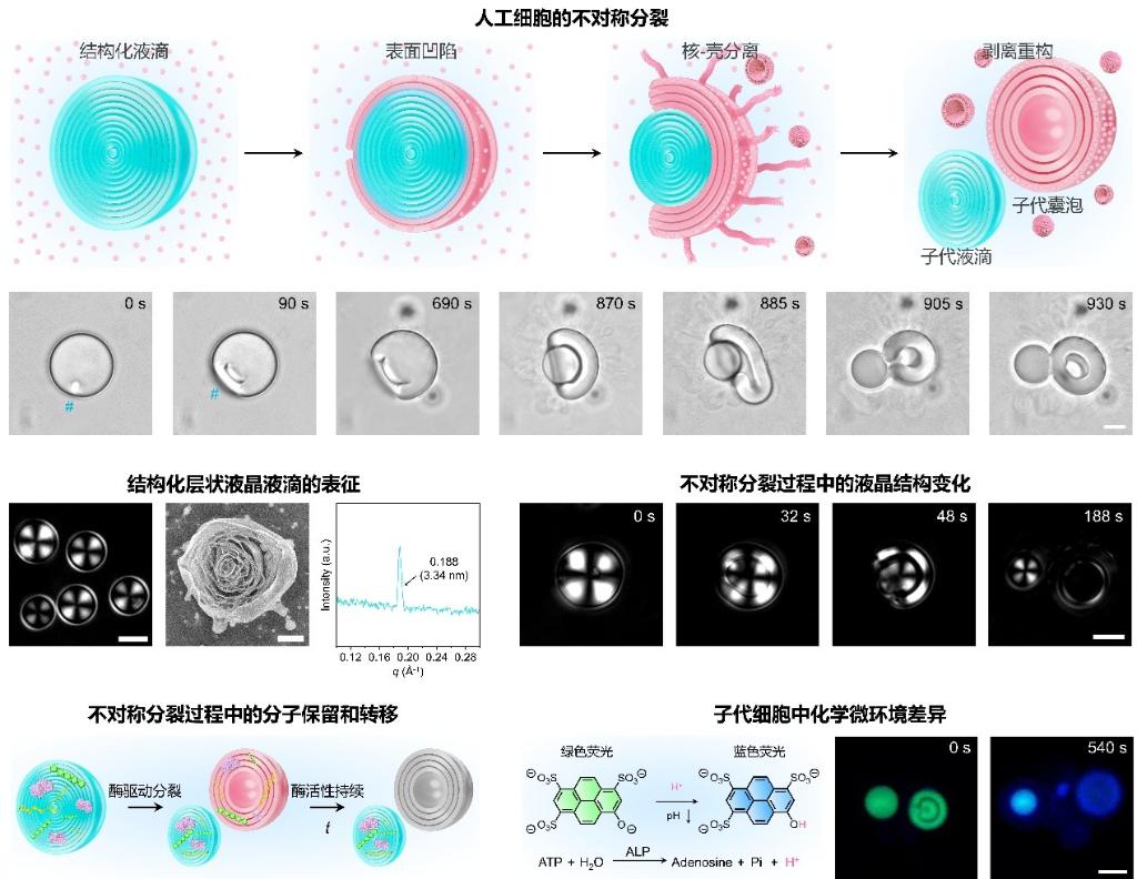 我国科研人员实现人工细胞的不对称分裂插图