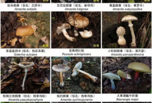 误食菌子中毒不止会致幻 别让美味变危险_商业头条网