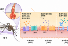 中国科学家找到蚊子“嗅觉导航”的关键拼图 _商业头条网