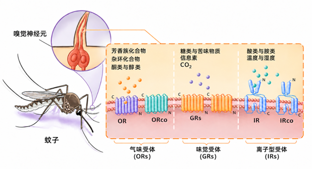 蚊虫三大受体分工协作意图。深圳医学科学院供图